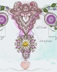 hyanibold.wpbromo.com