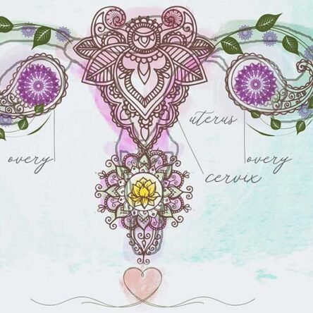 hyanibold.wpbromo.com